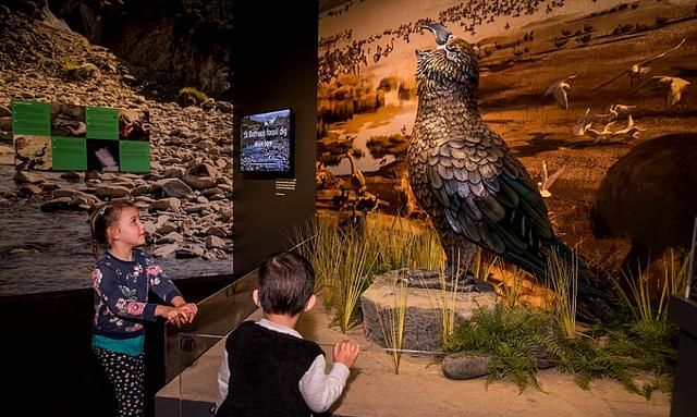 濒临灭绝的大傻鸟鸮鹦鹉,曾经有个身高1米的远古亲戚