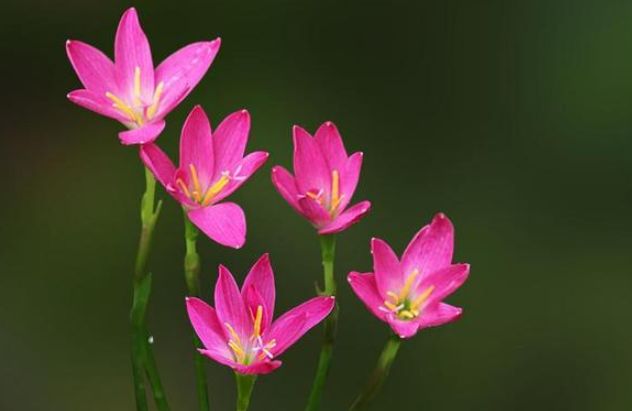 此花叫做"风雨花",能预知天气的变化,代表着坚强勇敢!