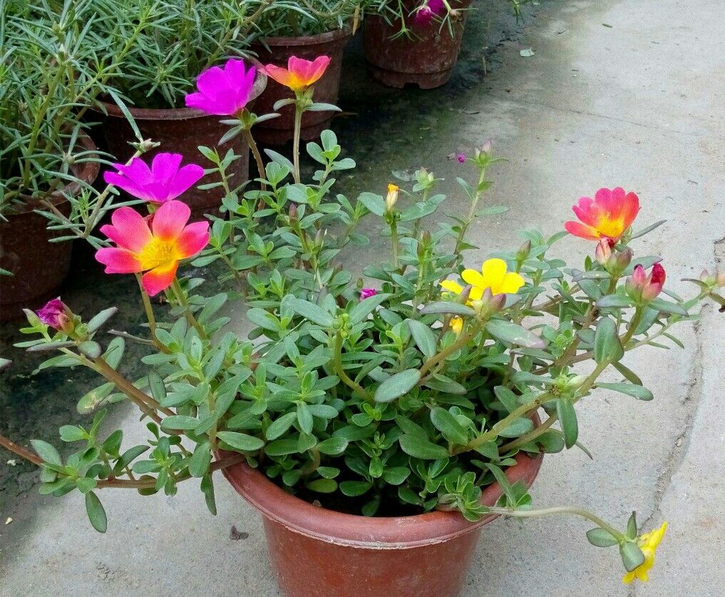 夏天阳台就养2种花,即好养又漂亮,开花一整夏