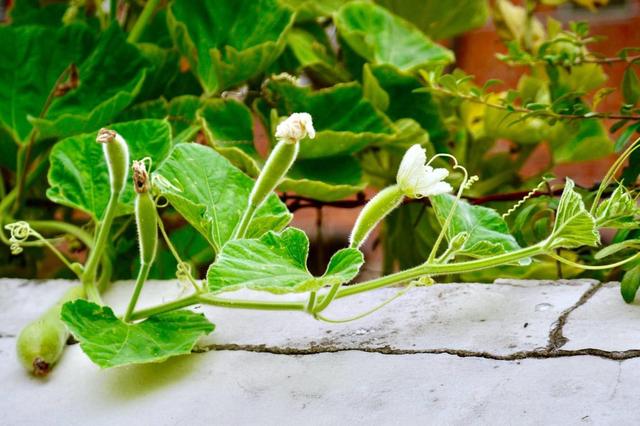 丝瓜藤爬得快生长茂盛结果却很少这样做坐果率真高