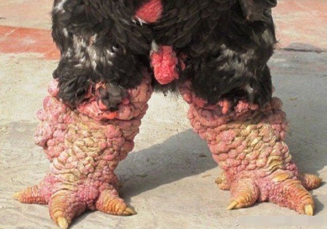 男子得到几只"巨腿鸡"恶心不已,而得知其身份后却万分开心