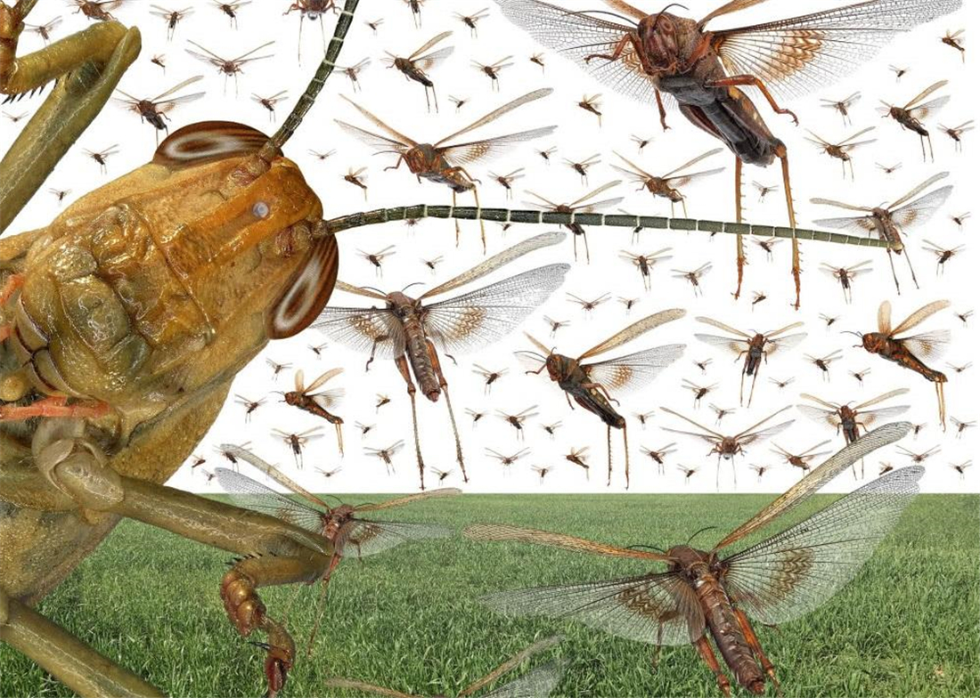 沙漠蝗虫为何袭击印度?食量大,暴脾气,繁殖快,却怕粉红椋鸟