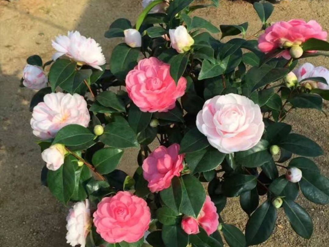 家里花草开花少,春天给它们换换土,长势旺盛,开花更美艳