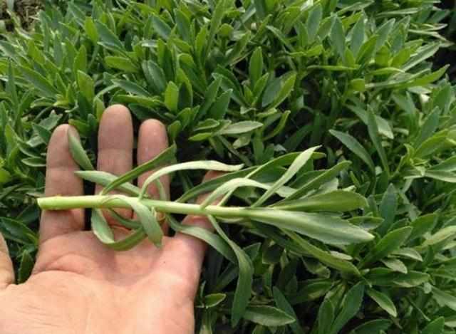 它是"天然钙片",含钙量是牛奶3倍,农村遍地都是,一茬吃几年|费菜|含钙