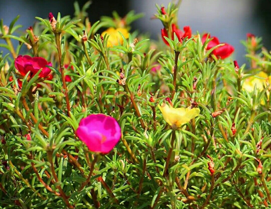 夏天阳台就养2种花,即好养又漂亮,开花一整夏