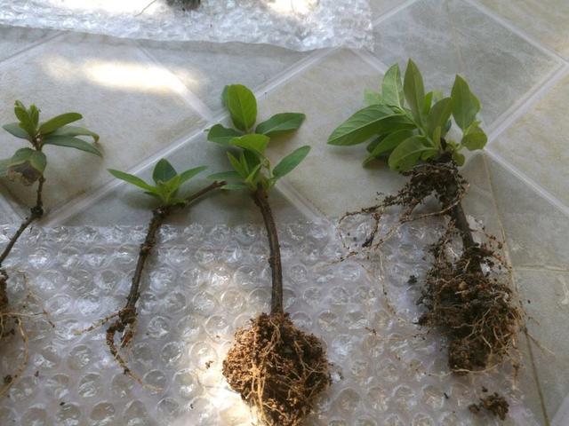 6种花扦插一棵活一棵3个月后阳台就是一个小花园美美哒