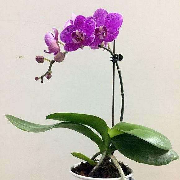 蝴蝶兰的家庭养殖方法(蝴蝶兰的家庭养殖方法和注意事项)