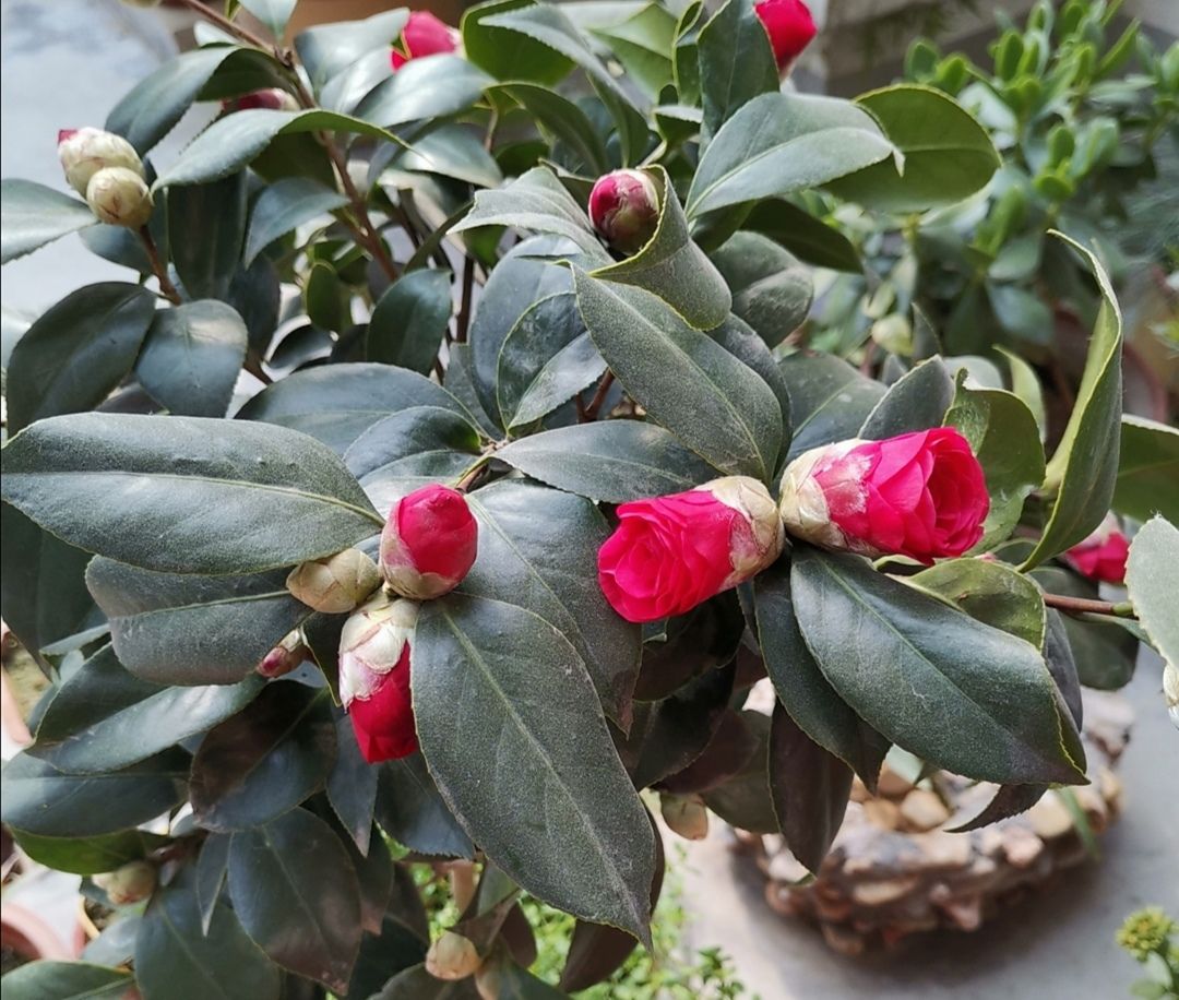 茶花花期快要结束,别忘做好这几点,来年才能花开满树