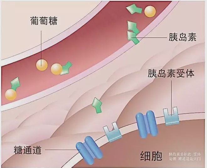 有比较高的热量的(4大卡/克,并且吃进去之后会引起胰岛素的剧烈反应