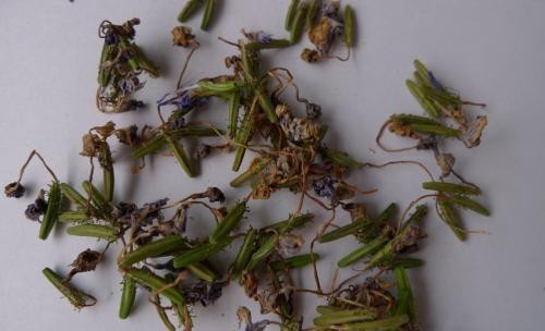 从一颗小小的种子变成茂盛的植株,再到开出美丽的花朵,这是一个较为