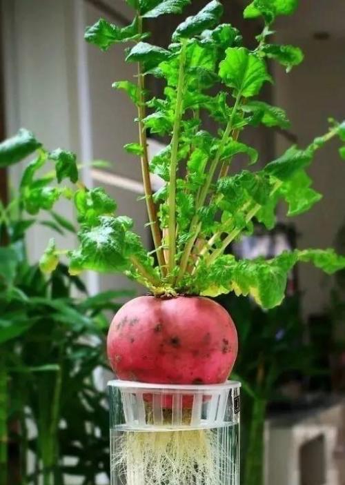 萝卜种花盆里后,然后覆盖上沙土,浇透水,放在阳台向阳温暖的地方,土干