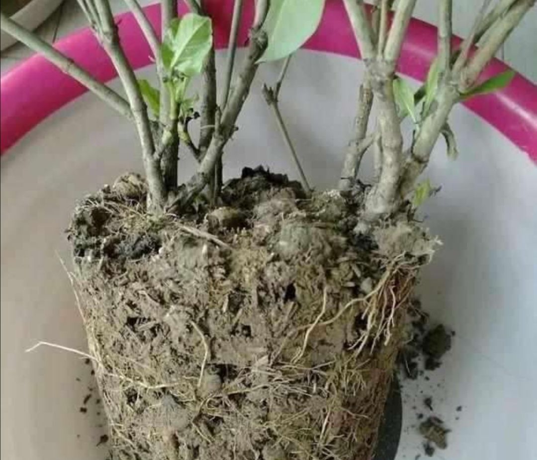 家里花草开花少,春天给它们换换土,长势旺盛,开花更美艳