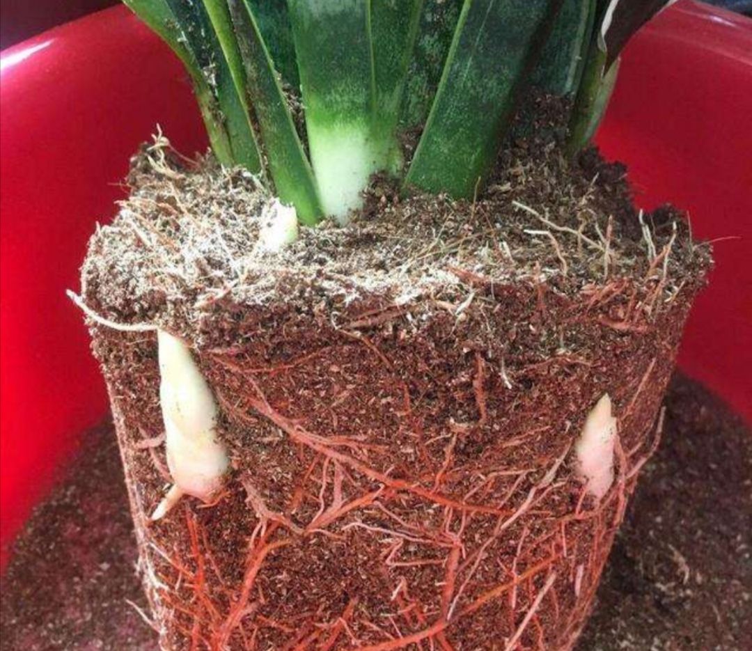 家里花草开花少,春天给它们换换土,长势旺盛,开花更美艳