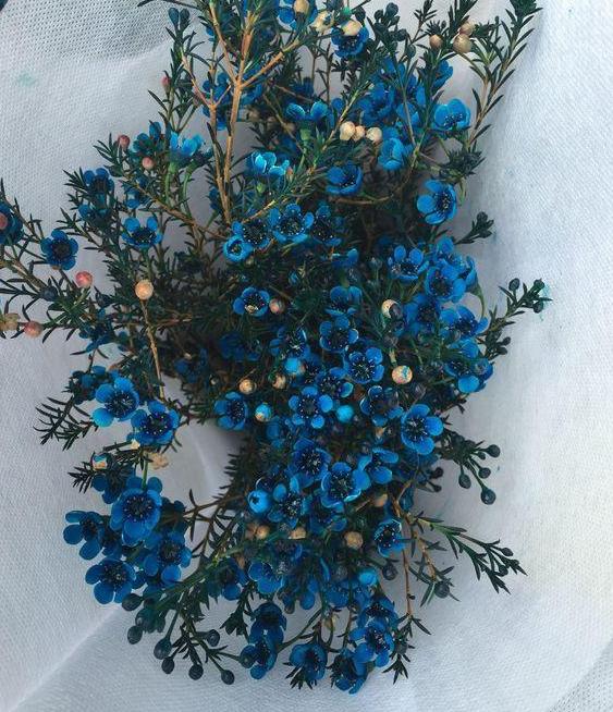 它开蓝色花,好看好养,受年轻花友青睐,新手却直呼:太难了!