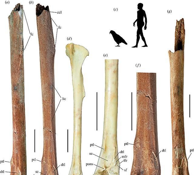 濒临灭绝的大傻鸟鸮鹦鹉,曾经有个身高1米的远古亲戚