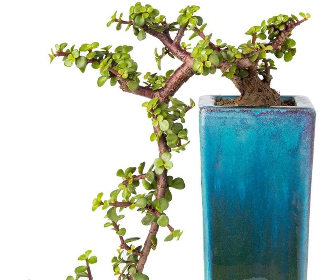 养金枝玉叶,改掉5个"习惯",长得粗壮,几年变老桩盆景