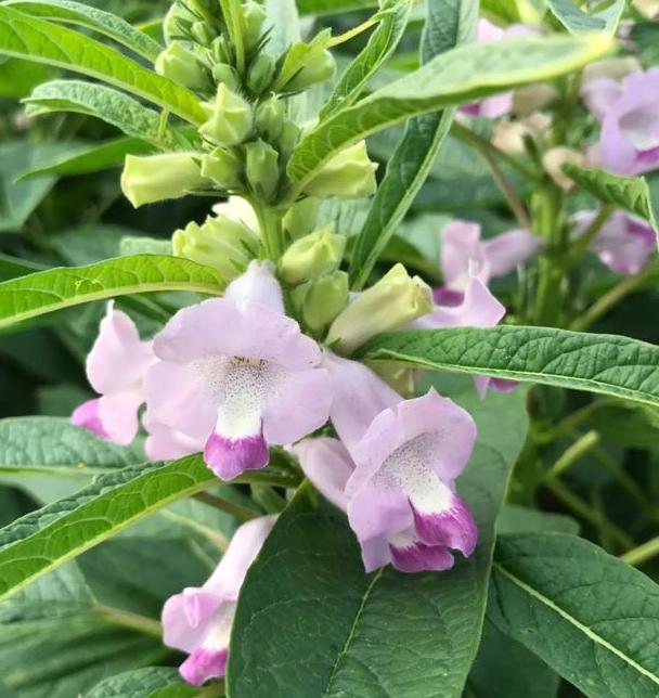 想要夏季养花,用作装饰阳台?盆栽它们,一眼望去美不胜收