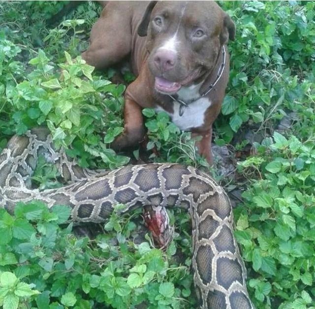 为了保护家人,怀孕狗狗跟蟒蛇搏斗,结局赢了,主人却跪地大哭