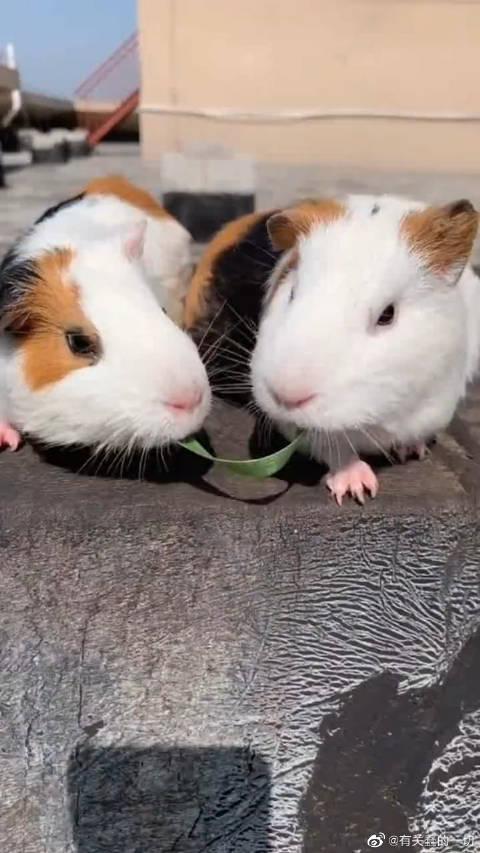 这年头老鼠都有对象了,单身狗太可怜了,狗粮吃的饱饱的!