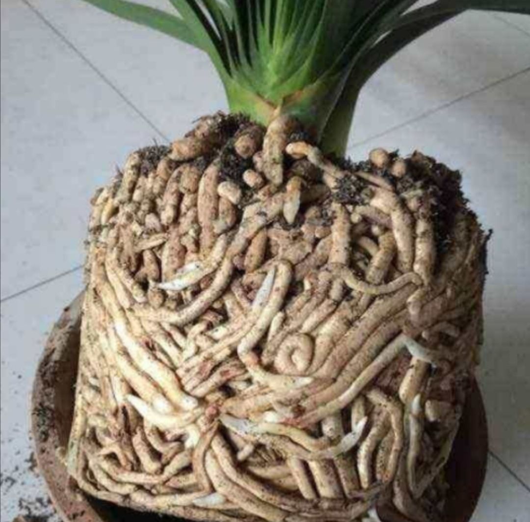 家里花草开花少,春天给它们换换土,长势旺盛,开花更美艳