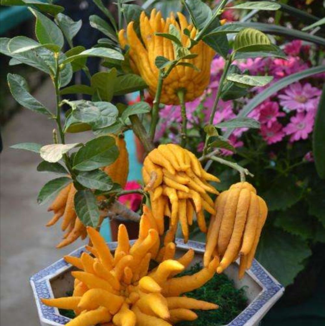 家里养1盆"佛手花",美观又大方,寓意更美好