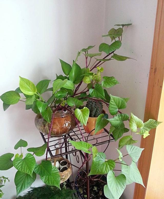 厨房吃不完的5种菜,种"花盆里",变盆景开花美,能吃好几茬