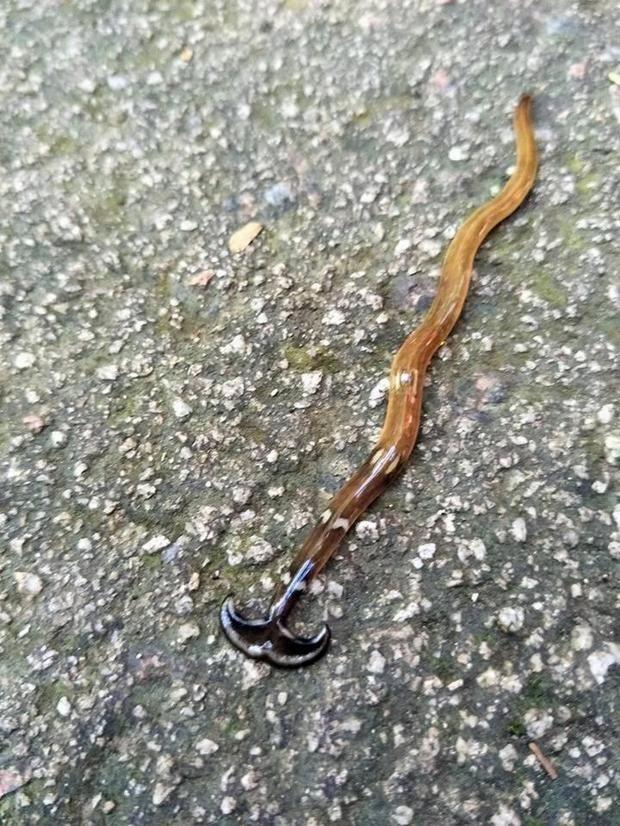 农民发现一条奇怪动物,走近一看,吓得倒退三步|倒退|猎物|涡虫_新浪