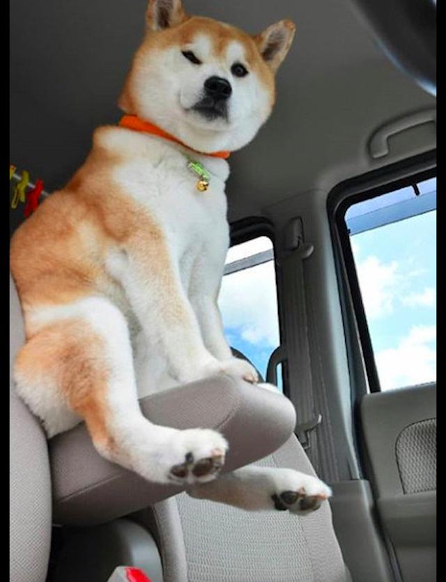 柴犬每次坐车时,都会坐在前座椅的扶手上,还一副很拽的表情!