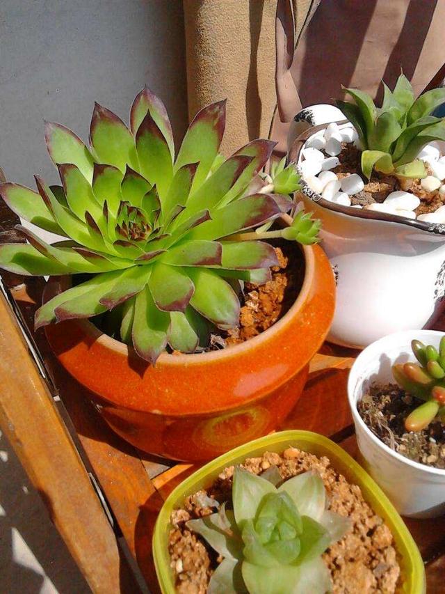 封闭阳台养花,谨记"3点",啥花都能养好,叶绿花多,棵棵精神