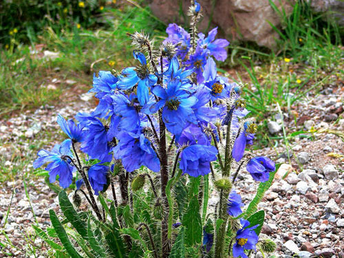 国花|希腊|孟加拉国_新浪新闻