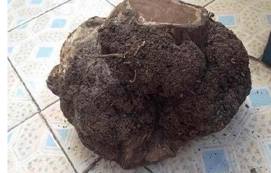 刚开始看到这块东西的时候,只是好奇山上怎么会有一块发霉的"花菜"