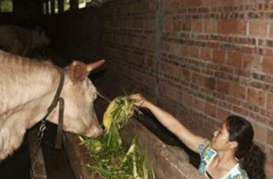 农村女子不能直立走路,丈夫嫌她丢脸和她离婚,三年后丈夫后悔了休闲区蓝鸢梦想 - Www.slyday.coM 农村女子不能直立走路,丈夫嫌她丢脸和她离婚,三年后丈夫后悔了休闲区蓝鸢梦想 - Www.slyday.coM