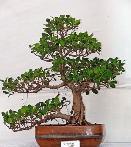 养护榕树黄叶了怎么办?多注意"5点",枝繁叶茂,叶片绿油油