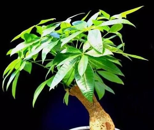 10年的发财树不长了?给它全剪秃,新芽呼呼长,四月变成传家宝