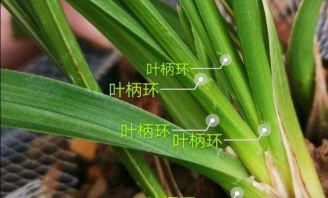 春兰和蕙兰如何区分,看这3个地方,就会发现不同处|蕙兰|春兰|叶片