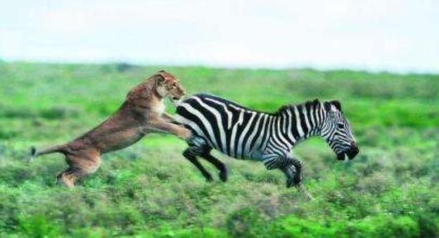 狮子捕食斑马,看到斑马同伴的反应,网友:愣着干嘛?