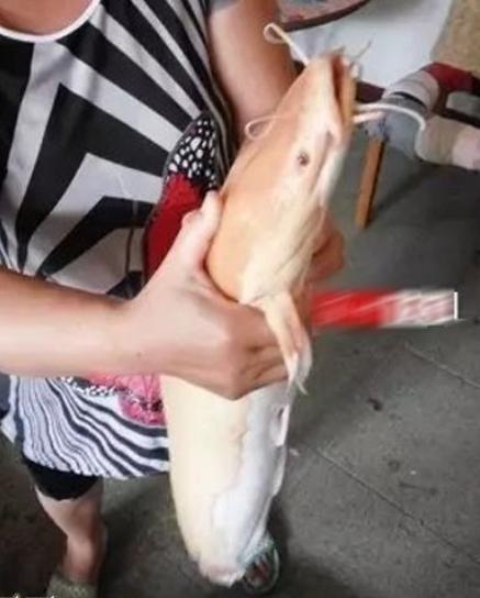 男子野钓钓上白色鲶鱼,带回家杀了吃肉,网友的话后悔不已