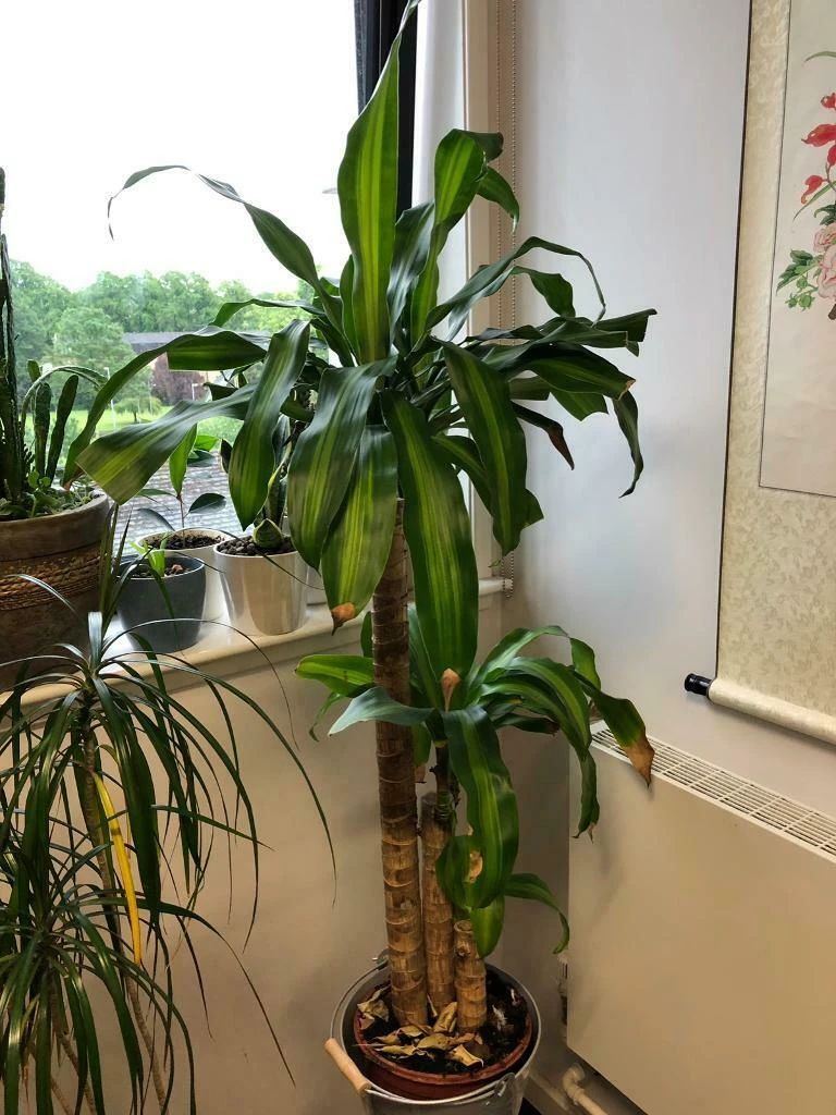 巴西木的叶子边缘变棕色,这种情况常发生,你能否处理呢?