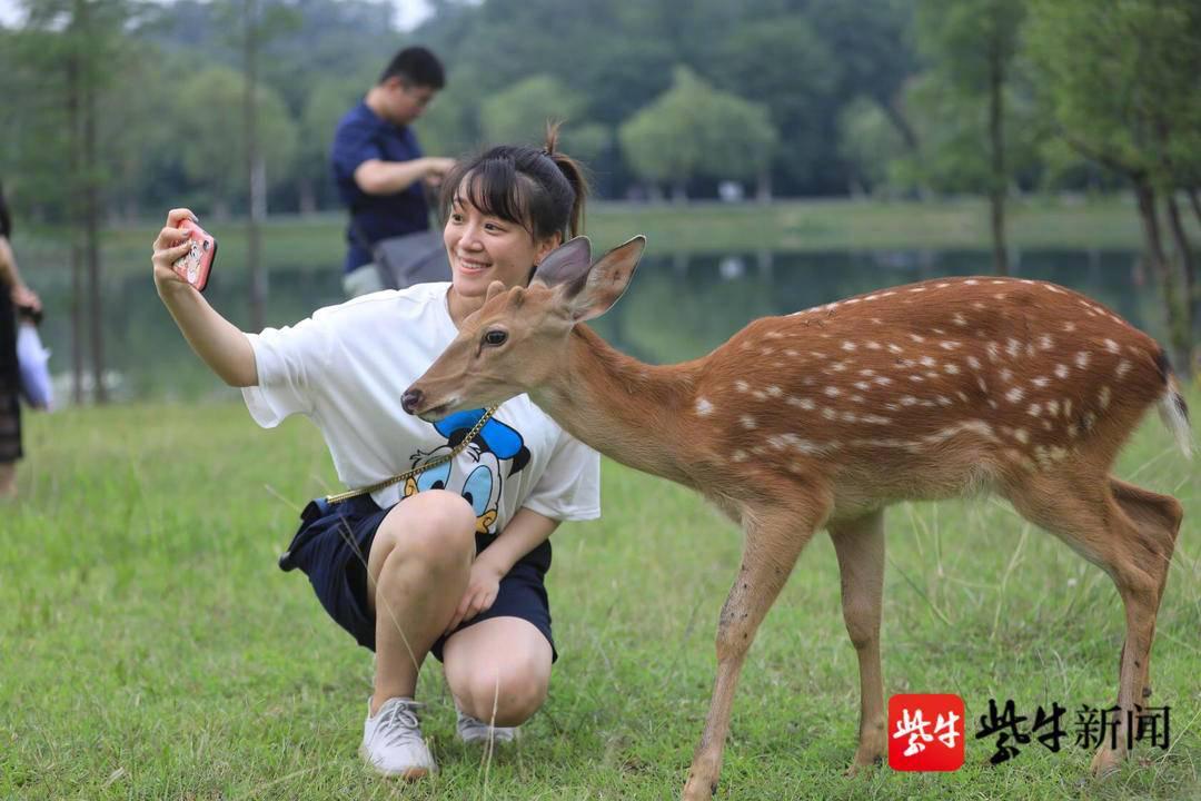 快来喂小鹿,南京明孝陵把"梅花山 梅花谷 梅花鹿"集齐了!