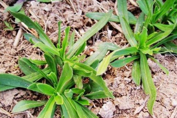 被大家赞为"女人草"的野菜,消炎杀菌,养护子宫,爱吃就赚了