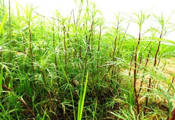 常误认是河边杂草殊不知是高钙菜吃一斤等于7杯牛奶