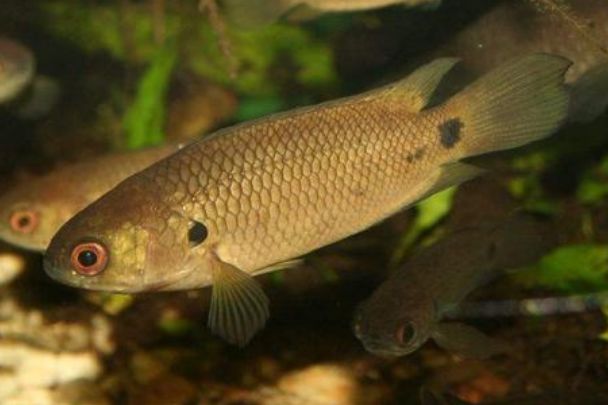 离开水也能活的鱼不仅能爬山还能上树网友这是要成精