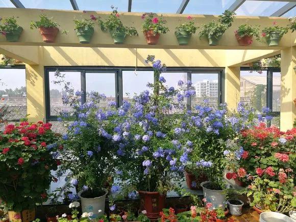 阳台盆栽蓝雪花,3个月爬满墙,开出一面蓝花墙,清爽又养眼