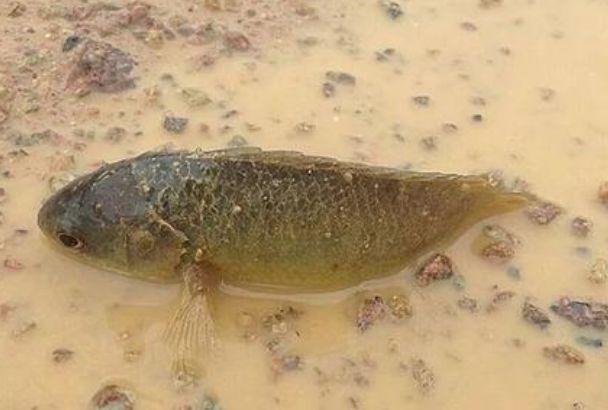 攀鲈|鱼|胸鳍_新浪新闻