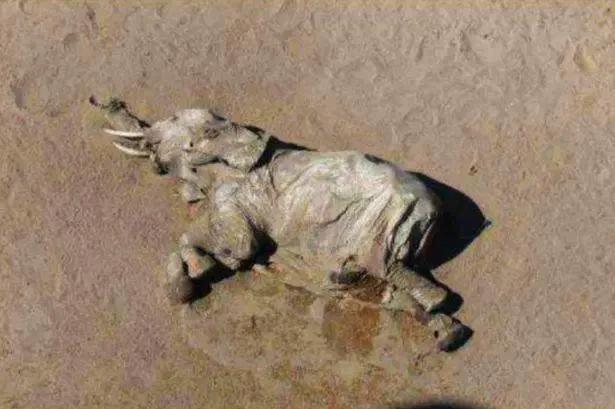 非洲国家博茨瓦纳超350头大象离奇死亡,死前曾在原地绕圈