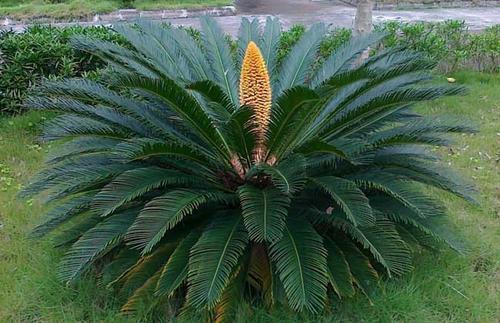 门口的大铁树叶片坚硬能镇宅养到开花更是不易