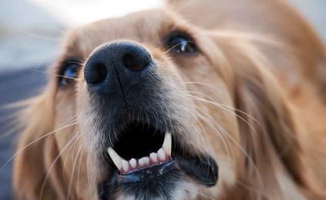 原来狗狗的吠叫声是在对暗号宠主涨知识了