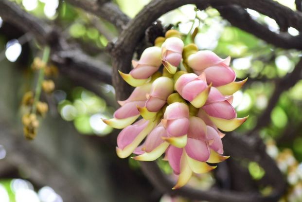 一般来说,松鸡的花比较高,不要看它的树干很粗糙,它的树枝真的是翠
