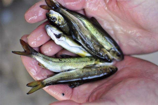 记住它的外貌,别认为它是小杂鱼了,目前600一斤,3年才长9厘米