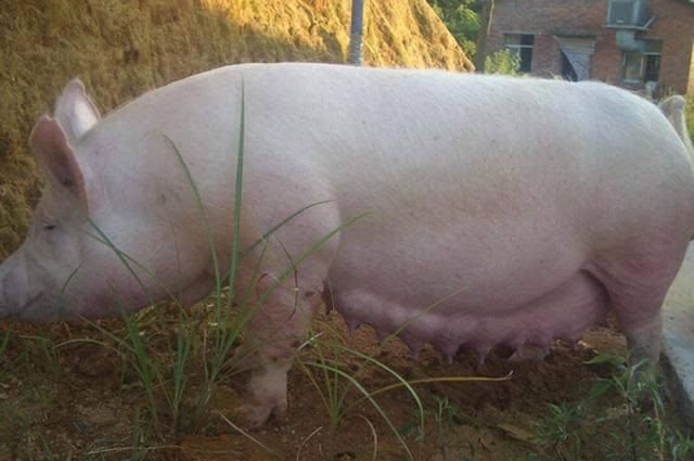 后备母猪不发情怎么办其实很好解决